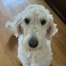 Macie - Goldendoodle