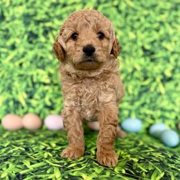 Blue Collar boy - Apricot male Goldendoodle puppy in Charlestown, Indiana from Mini Goldendoodle Paws 🐾