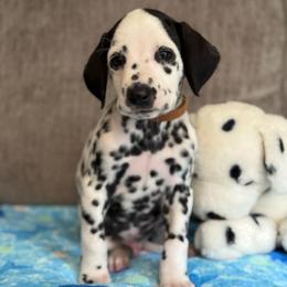 Chase - White and black male Dalmatian puppy in Newfoundland, Pennsylvania from Poconopaws