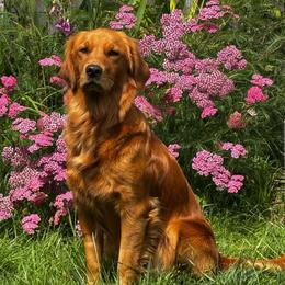 Fiona - Golden Retriever