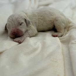 Light Brown Collar - White male Great Pyrenees puppy in Tehachapi, California from Country Oaks Farm