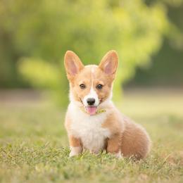 Yellow Collar - Honeybun - Red female Pembroke Welsh Corgi puppy in Waverly Hall, Georgia from 6g Ranch Corgis