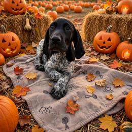 2nd pick female - Black and white female German Shorthaired Pointer puppy in Forest Lake, Minnesota from Northern Lights Goldens
