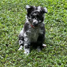Draco - Black merle male Mudi puppy in Valley Mills, Texas from Graves Farm Mudi