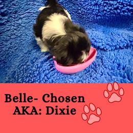 Belle AKA Dixie - Black and white female Coton de Tulear puppy in Provo, Utah from New Canyon Havanese & Coton Puppies