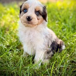 Jay - Blue merle male Aussiedoodle puppy in Ohio from Holley Doodles