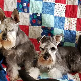 Miniature Schnauzers from Tandy Phillips's Miniature Schnauzers