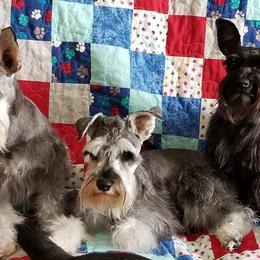 Miniature Schnauzers from Tandy Phillips's Miniature Schnauzers
