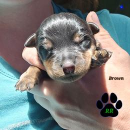 Brown - Black and mahogany female Rottweiler puppy in Tangent, Oregon from Raya's Royals