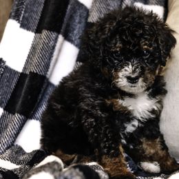 Yellow Girl - Bernedoodle puppy from Duneland Doodles