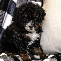 Yellow Girl - Bernedoodle puppy from Duneland Doodles
