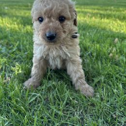 Boy 2- Black - Cream male Goldendoodle puppy in Luana, Iowa from Country View Bernedoodles and Goldendoodles
