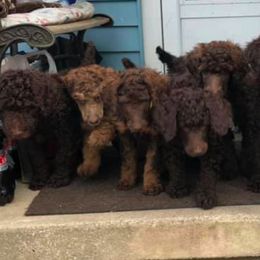 Poodle Puppies from Ashton’s Standards