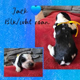 Jack - Black and white male English Springer Spaniel puppy in Freeland, Michigan from McNally's Springer Spaniels