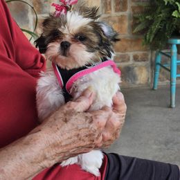 Lulabell - Tricolor female Shih Tzu puppy in Vernon, Texas from Fru Fru's Shih Tzus