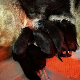 Fem 1 - Black and tan German Shepherd puppy in Lancaster, California from Avignon