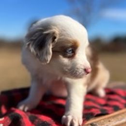 Miniature Australian Shepherds from Magnolia Spring Aussies