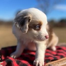Miniature Australian Shepherds from Magnolia Spring Aussies