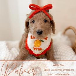 Palmer - Apricot female Goldendoodle puppy in California City, California from Summer Sun Doodles