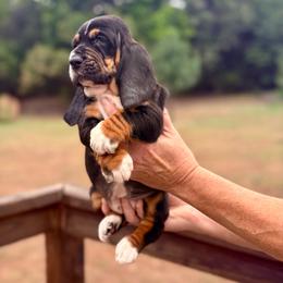 Willa - Black tan and white female Basset Hound puppy in Springfield, Missouri from Baylee’s Bassets