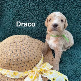 Draco - Apricot male Goldendoodle puppy in Conroe, Texas from Tails of Cypress