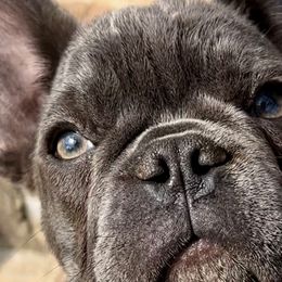 French Bulldogs and Rottweilers from Muletown Rotties