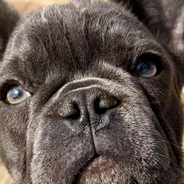 French Bulldogs and Rottweilers from Muletown Rotties