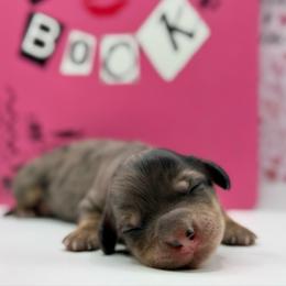 Gretchen Wieners - Dapple female Dachshund puppy in Idaho from Gem State Mini Dachshunds