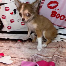8838 chocolate sable husky marked girl - Chocolate sabled fawn female Chihuahua puppy in Palmyra, Indiana from Country Star Chihuahuas
