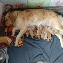 Golden Retriever Puppies from Superior Gold Golden Retrievers