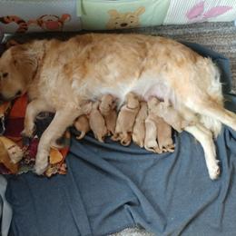 Golden Retriever Puppies from Superior Gold Golden Retrievers