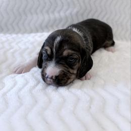 Pocket Beagle Jenni - Black tan and white female Beagle puppy in Gentry, Arkansas from HC Puppy Ranch