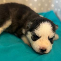 Matcha - Black and white female Pomsky puppy in Gunter, Texas from The Painted Pomsky