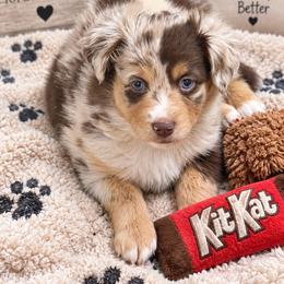 Kit Kat - Red merle female Miniature Australian Shepherd puppy in Buchanan, Georgia from Stanleyville Farm Mini Aussies