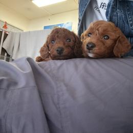 Poodle Puppies from Teddy toy poodle house