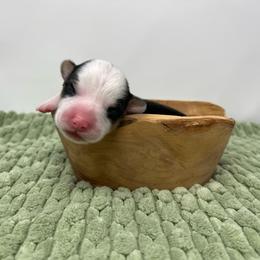 Franklin - Black and tan male Pembroke Welsh Corgi puppy in Waco, Texas from The Comma Corgis