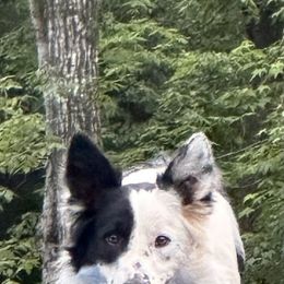 Trooper - Border Collie