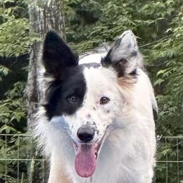 Trooper - Border Collie