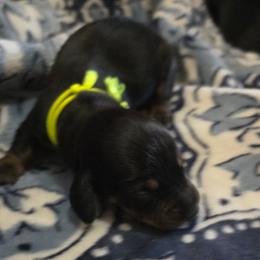Yellow Boy - Black and tan male Dachshund puppy in Mulberry, Florida from J's Mini Dachshunds