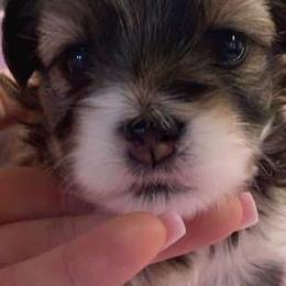 Havanese Puppies from A Royal Havanese Court