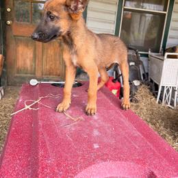 Iron Ram's Rodan - Mahogany male Belgian Malinois puppy in Hartville, Missouri from Iron Ram Working Dogs