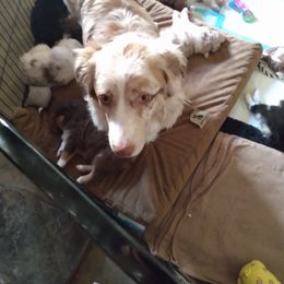 Zoe - Australian Shepherd