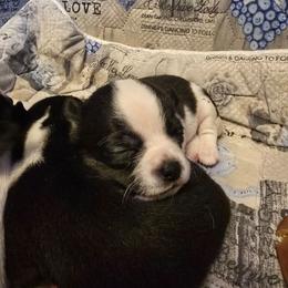 Cupcake - Black and white female Chihuahua puppy in Amity, Pennsylvania from Baxters Chihuahuas