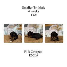 Brown-smaller Tri color - Tri-color male Cavapoo puppy in Clarksville, Iowa from Iowa Heartland Doodles