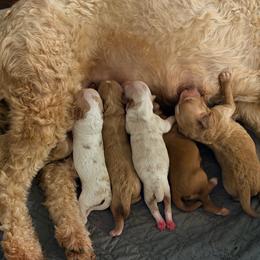 Boy 1 - Red  male Goldendoodle puppy in Bradenton, Florida from Christianna’s Mini Goldendoodles
