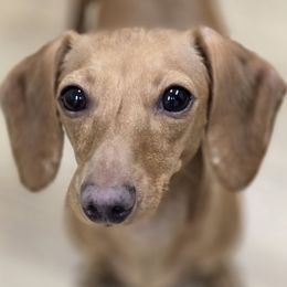 Honey - Dachshund