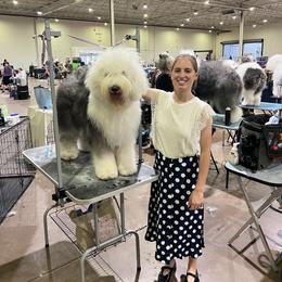 Joy - Old English Sheepdog