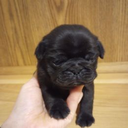 Black AKC boy - Black male Pug puppy in Fall Creek, Wisconsin from Heartville Pugs