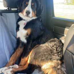 Teddy - Bernese Mountain Dog