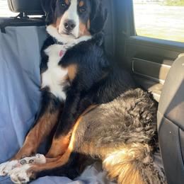 Teddy - Bernese Mountain Dog